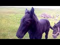 Коні ваговози 🐴💪💪🔥 Це супер коні !!! Кращі коні України!!!