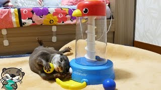 知育玩具をカワウソのビンゴに試してみたら・・(Otter Bingo first try on developmental toy)