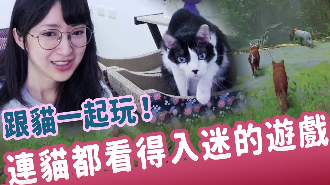 【小熊】超可愛！連貓都可以一起玩的遊戲！｜小熊遊戲精華｜Stray