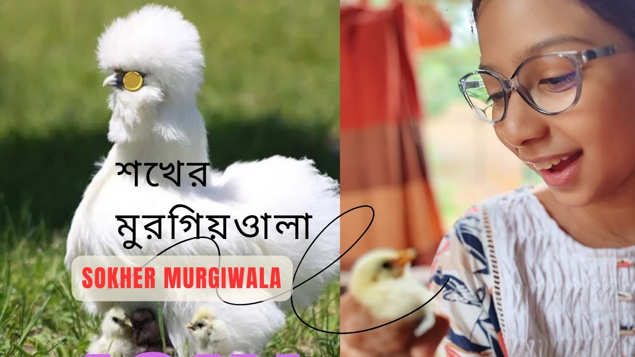 শখের মুরগিওয়ালা || sokher murgiwala || Mottled cochin || কোচিন মুরগির বাচ্চা