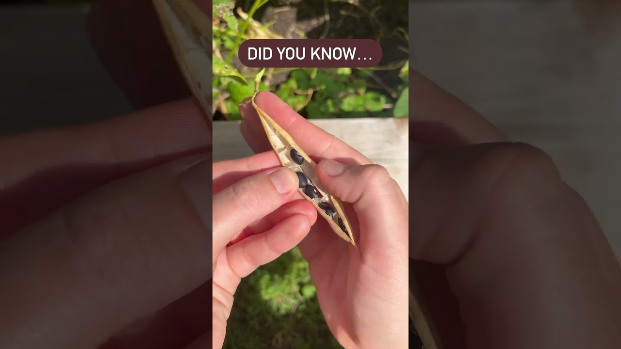 Did you know black beans grew like this? 
