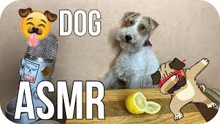 АСМР Собака Дегустатор 🐾🍋🍗 ASMR Dog Reviewing Different Food 🐾