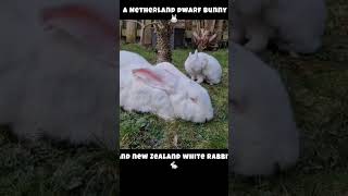 little and large bunnies #rabbits #shorts #shortsyoutube #bunny #bunnies #shortsvideo #animals