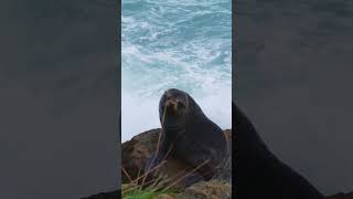 Majestic Fur Seal Braving the Coastal Surge