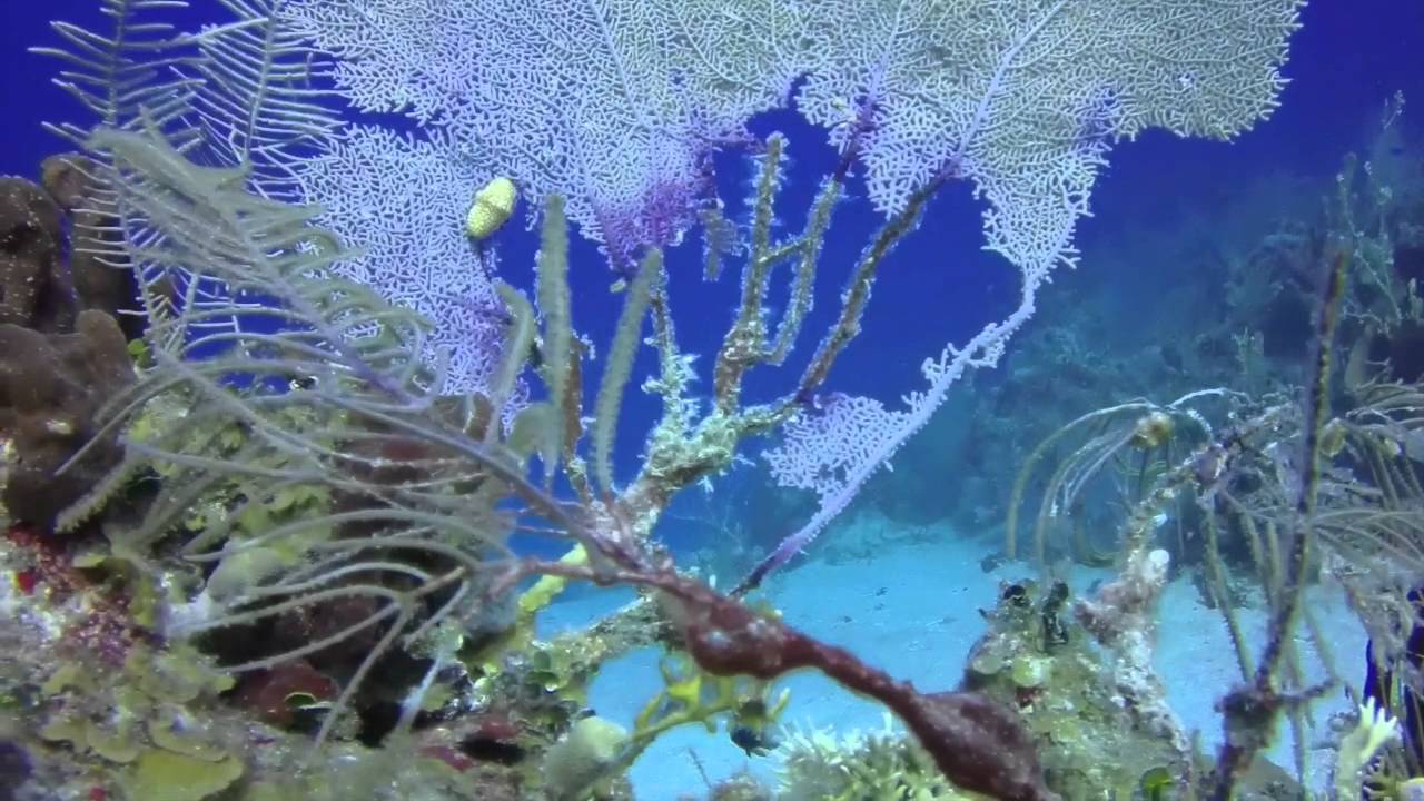 Sail Caribbean Divers - Spyglass Wall Dive, British Virgin Islands