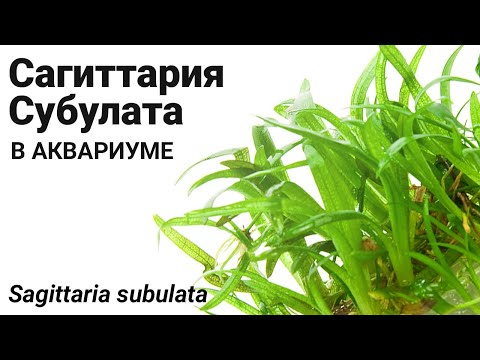 Сагиттария субулата (Sagittaria subulata) Стрелолист шиловидный.