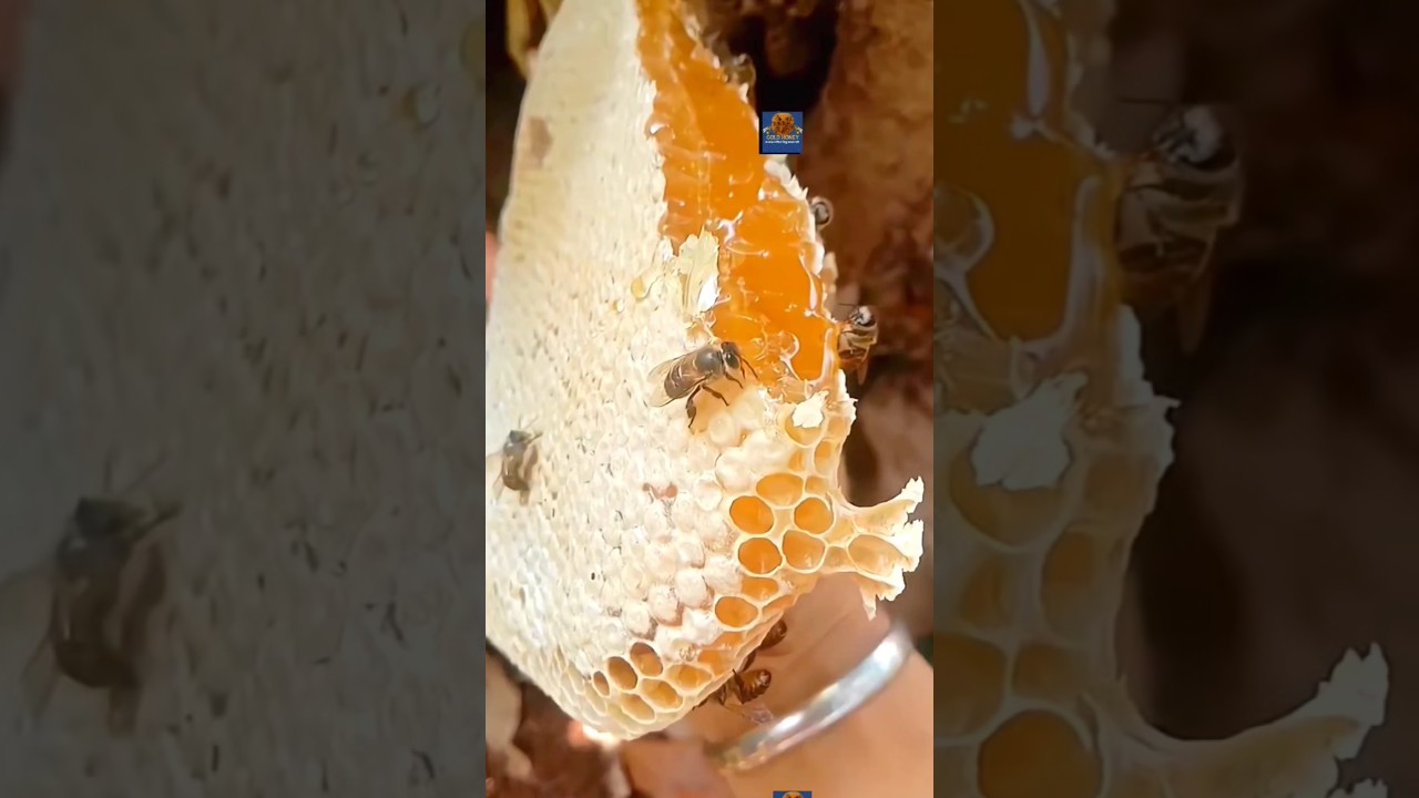 Sweet Success 🍯 Gold Honey bd 🐝 Harvesting Beautiful Red & Gold Honey 