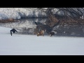 魚を食べたあと、キツネを攻撃するオジロワシ