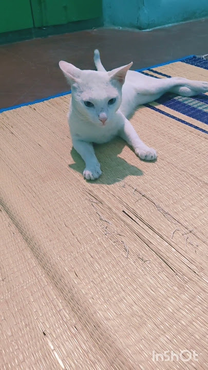 அரவிந்த்சாமி சேட்டை நாளுக்கு நாள் அதிகரித்து விட்டது 😄#trending #cat #funnypets #petvideos #funny