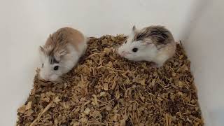 Roborovski Hamster - Taking Video before changing their beddings