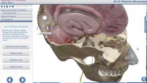 Anatomy & Physiology - The Anatomy of Olfaction