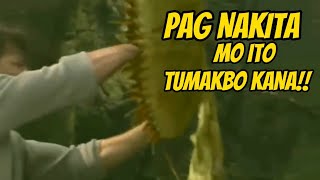 HALAMAN NA KUMAKAIN NG HAYOP AT INSEKTO @Tito Nhovs Vlog