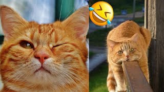 UNEXPLAINABLE Behaviour Of Orange CATS😂 #Cutepets54 by Cute pets54 1,456 views 4 weeks ago 3 minutes, 5 seconds