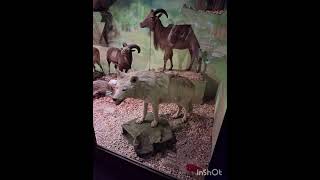 South Australian Musuem! (Photo Form)