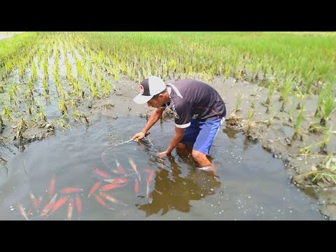 Video: Di Mana Menemukan Ikan Mas Crucian