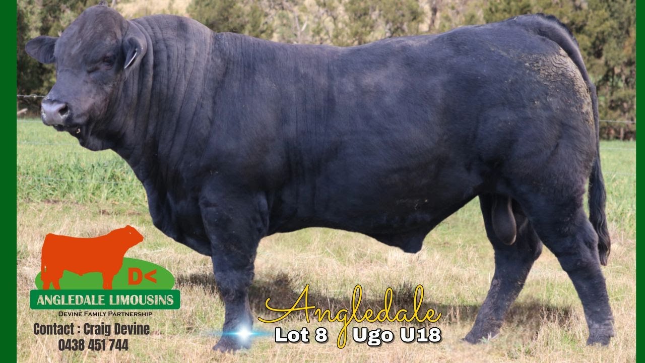 NLBS 2025 Lot 8 Angledale Ugo U18 (TDJPU18)