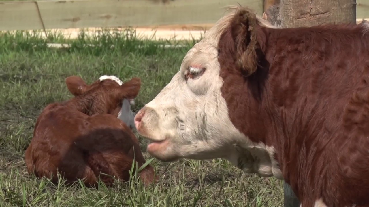 Три первомайских фермера получили поддержку на развитие своих хозяйств ...