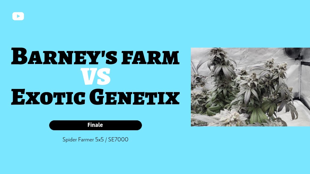 BARNEY'S vs EXOTIC GENETIX FINALE / SPIDER FARMER 5X5 / SE 7000