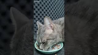 Cat Sebastian Eating ASMR