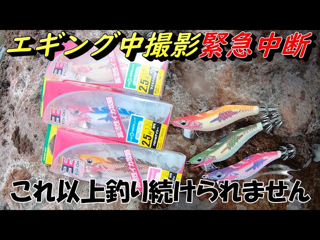 新作エギ王サーチのレビュー中にまさかの事態に！エギング撮影を中断