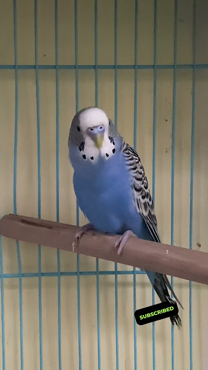 1 M views | Happy budgie chirping sounds #rbnbirds #budgieslife #parakeet #shorts