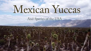 Mexican Yuccas The Movie and species of the USA