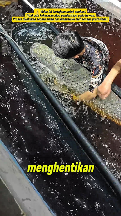 A Predator Fish Hobbyist's Tough Decision — Peacefully Euthanizing the Arapaima #shorts