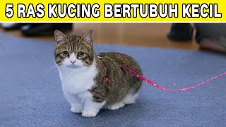 5 Jenis Ras Kucing Bertubuh Kecil, Imut dan Gemas! by Kucing Meong 458 views 10 months ago 5 minutes, 25 seconds