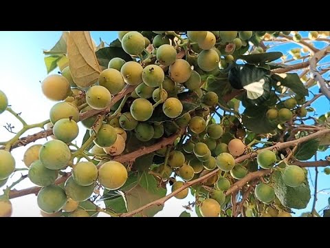 ripe bumper fruit