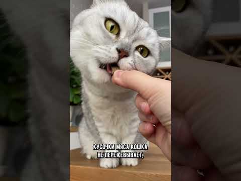 Пять интересных фактов о кошачьих зубах #кошка #коты #кот #котики