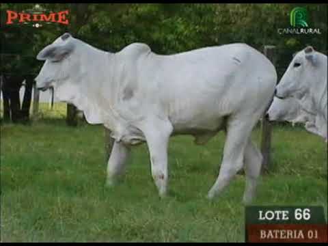 LOTE 66
