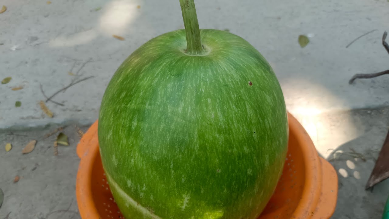 Sabina'daily lifestyle is live! গাছের লাউ