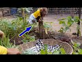 It's Great Time Poor Baby Koko Help To Harvest Vegetable Mom | Koko Be Able Climb & Jumping