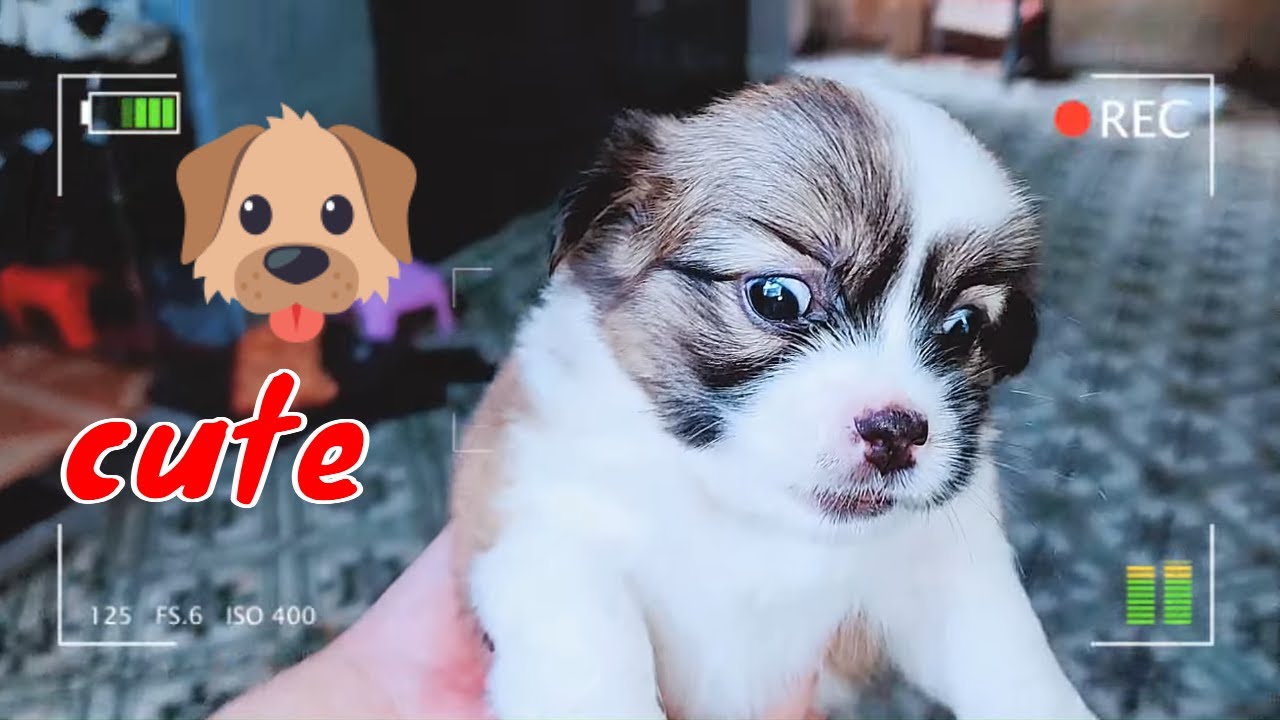 Cute Puppies and Mother Dog React When Owner Back Home | Viral Dog