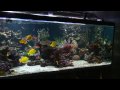 New Reef Tank May 09 - Stuart Bertram PRESS HD BUTTON