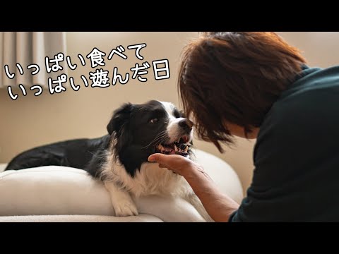 特別なうまうまにソワソワ…そしてババが来て大興奮!なボーダーコリー【バレンタインデー】