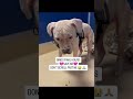 PLEASE DON’T SCROLL PAST BINGO… HE NEEDS YOU RIGHT NOW #usa #canada #rescue #london #uk