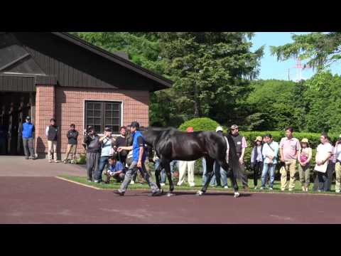 【4K】ノヴェリスト　2017種牡馬【社台スタリオンステーション】   Novellist