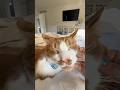 My Morning Waje Up Call 仆 Cat My Morning Waje Up Call 仆 Cat