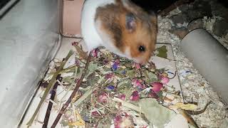 Bonnie - Flower Power