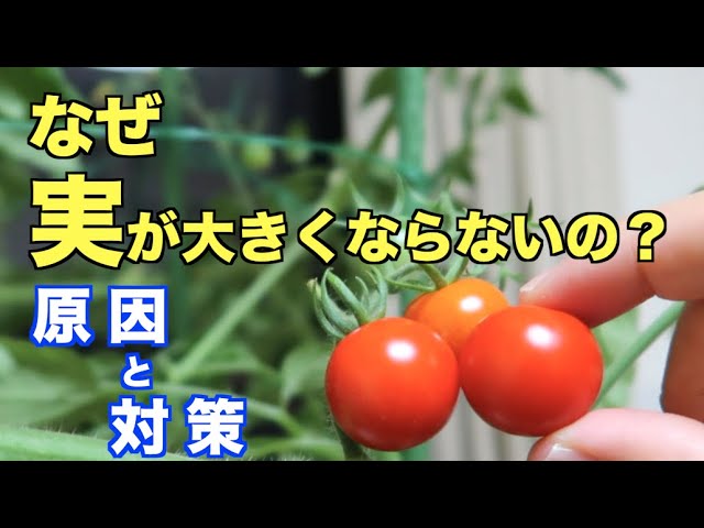 なぜトマトの実が大きくならないの 原因 対策あり Youtube