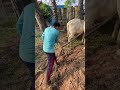 គោភ្ជួរដី