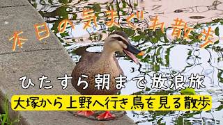 【作業向け配信】大塚から朝まで歩き続ける散歩【東京散歩】| Walking Tokyo