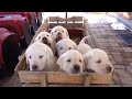 Puppy Wagon Ride!!