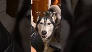 Husky makes a perfect woof