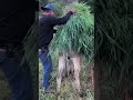 Así de bonita es la vida del rancho en mi lindo Zacatecas #viral #caballos #horse #rancho