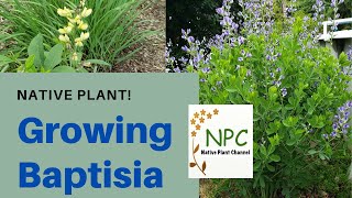 How to grow baptisia (wild indigo) - deer resistant!