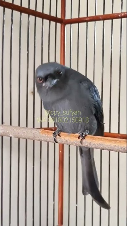 srigunting isian crecetan/besetan kutilang