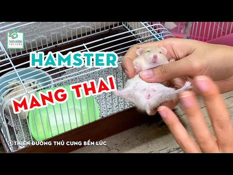 Video: Làm Thế Nào để Biết Một Cô Gái Hamster đang Mang Thai