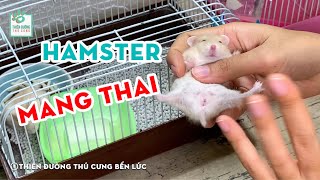 DẤU HIỆU NHẬN BIẾT VÀ CÁCH CHĂM SÓC KHI HAMSTER MANG THAI | Thiên Đường Thú Cưng #7